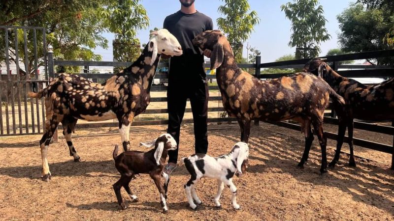 Brown Shiroi Pregnant Goat