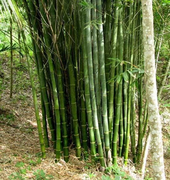 Giant Bamboo Plant