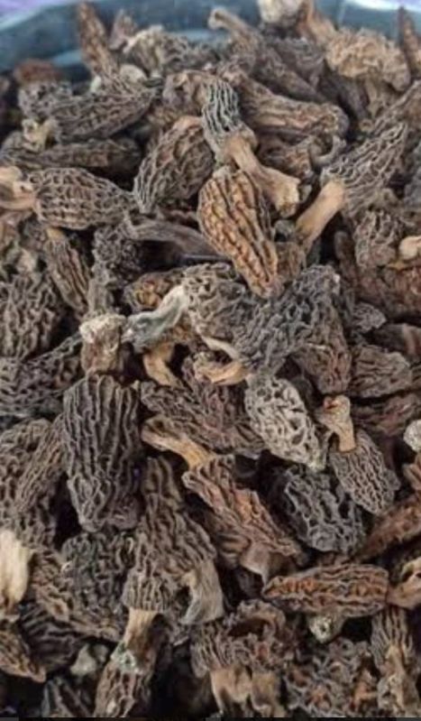 Kashmiri Morel Mushroom