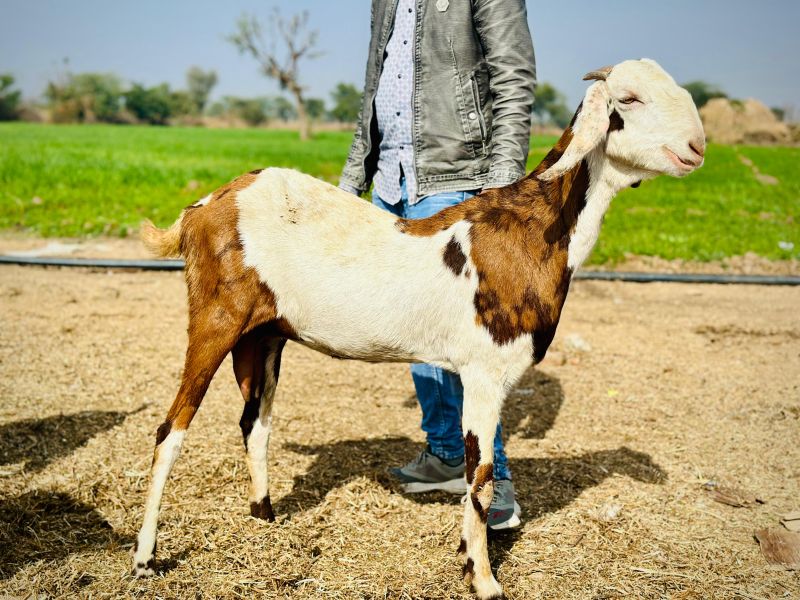 Live Gujari Female Goat