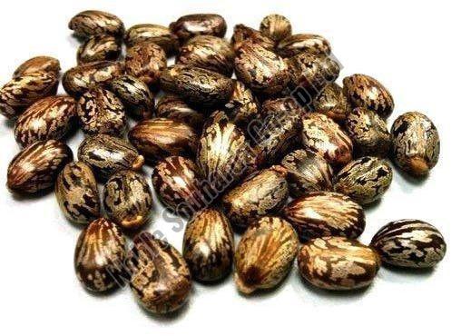 Caster Seeds