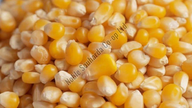 Maize Grain