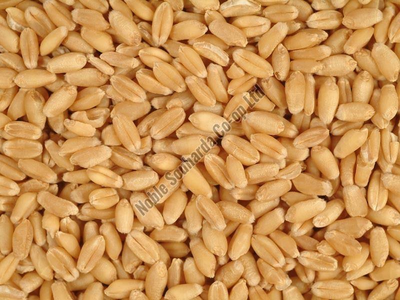 Wheat Grain