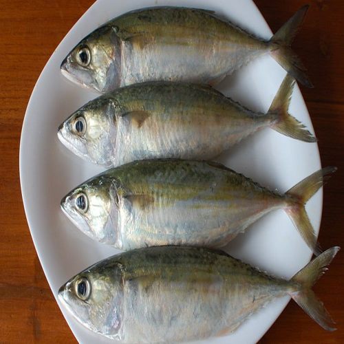 Fresh Mackerel Fish