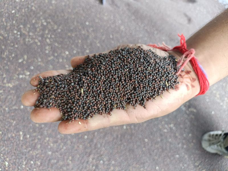 Mustard Seeds