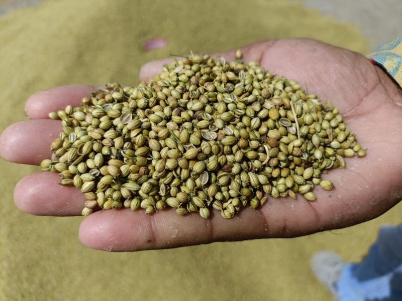 Scooter 1st Quality Coriander Seeds