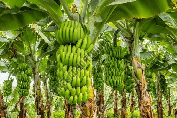 Raw Banana