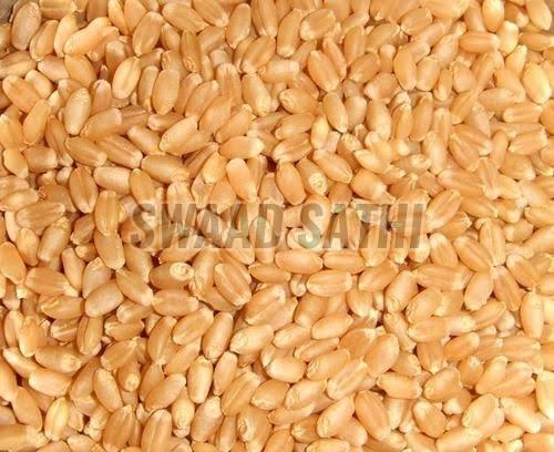wheat grains