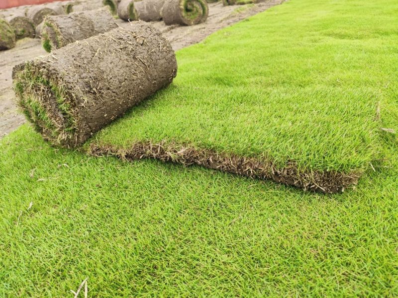 Mexican Carpet Natural Grass