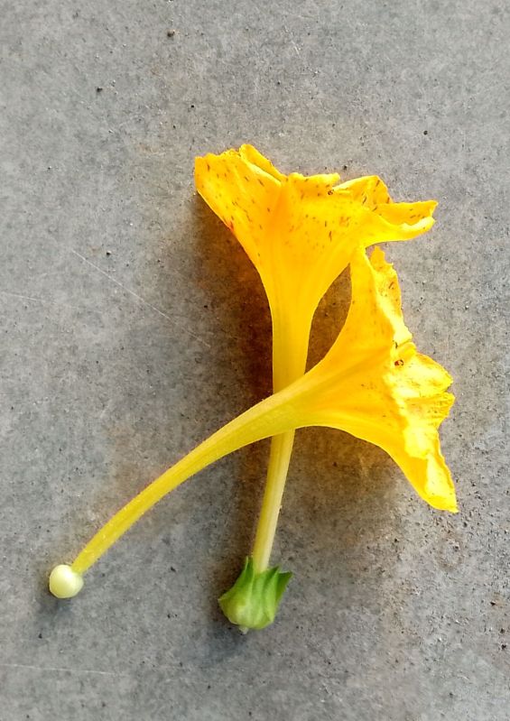 Mirabilis Jalapa Leaves