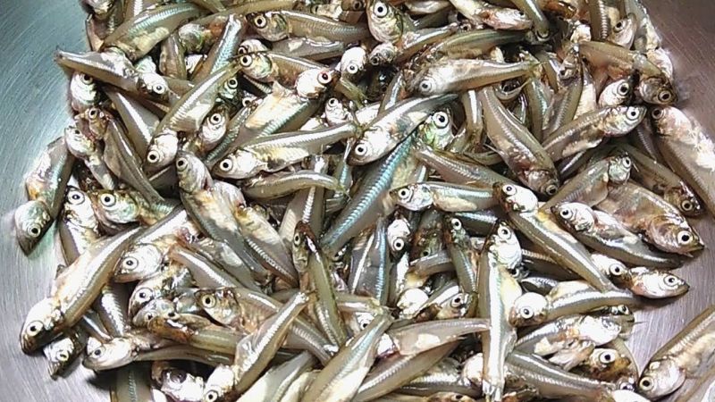 Fresh Amli Fish