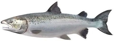 Fresh Salmon Fish