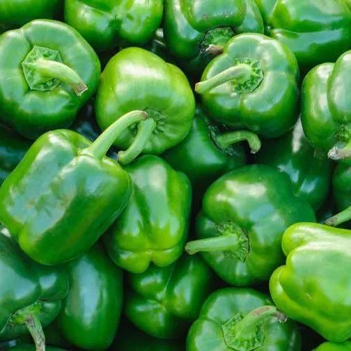 Fresh Green Capsicum