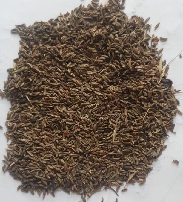 Wild Fennel Seeds