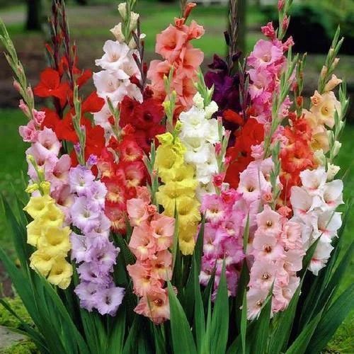 Gladiolus Flower