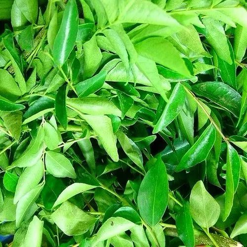 Natural Kamini Leaves