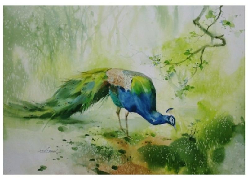 Beautiful Peacock Painting - Watercolor on Paper