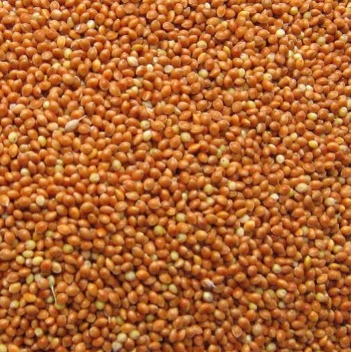 Brown Millet Seeds