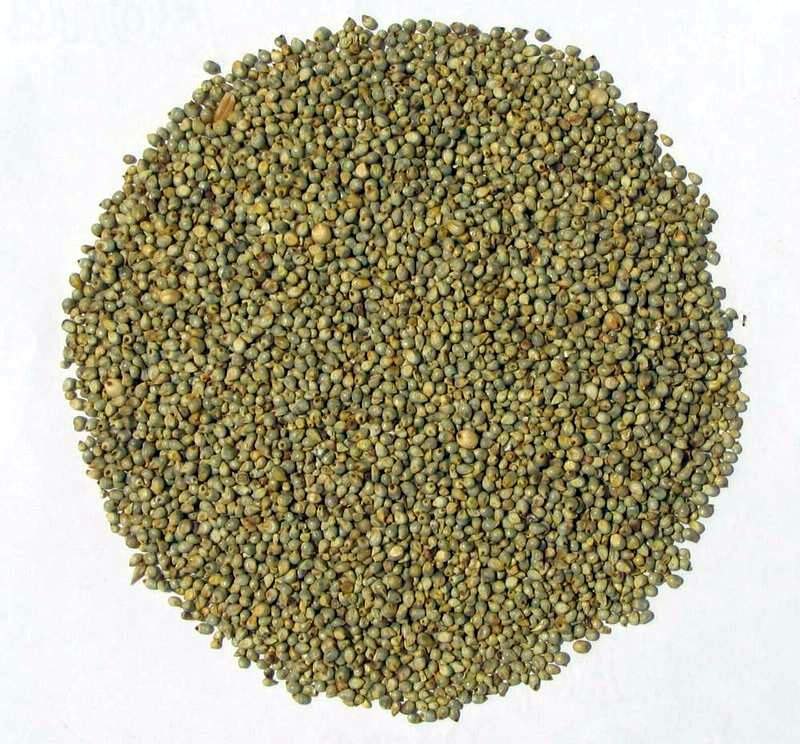 Green Millet Seeds