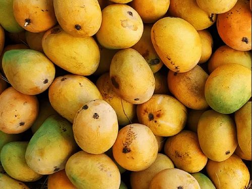 Fresh Kesar Mango