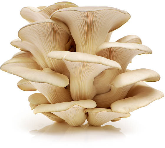 Oyster Mushroom