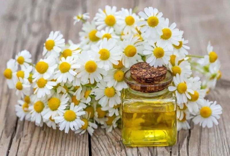 Chamomile Liquid Extract