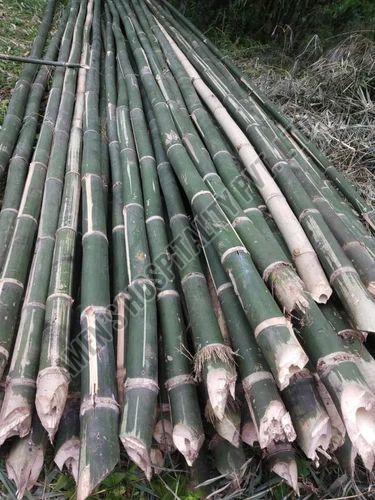 Bullet Bamboo Pole