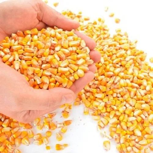 B Grade Maize Seeds