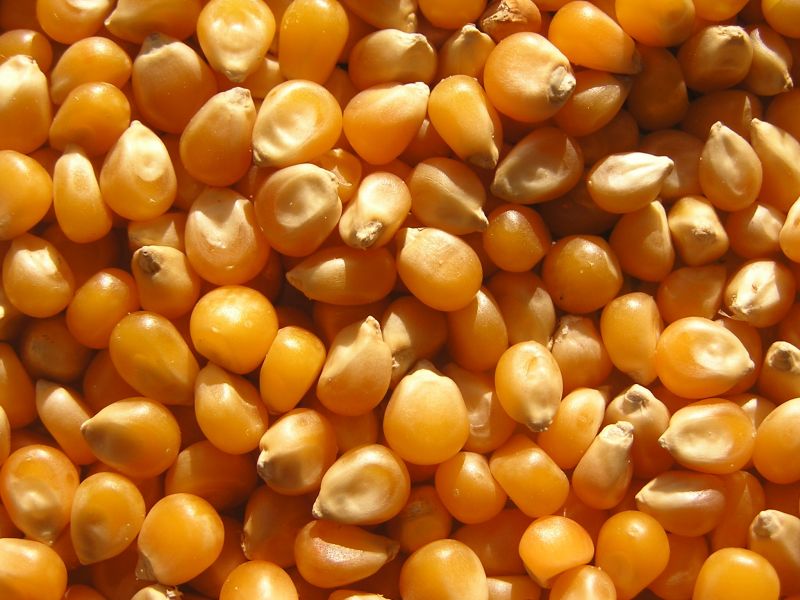 Hybrid Maize Seeds