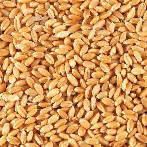 Hybrid Wheat Grain