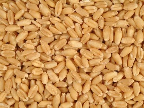 Indian Wheat Grain