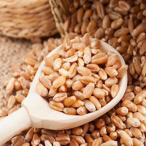 Organic Wheat Grain