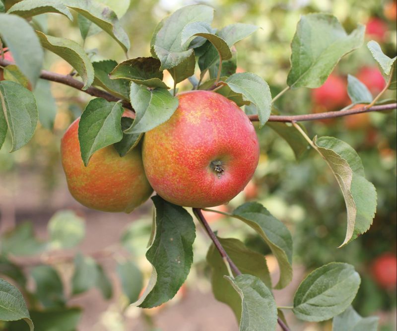 Apple Plant