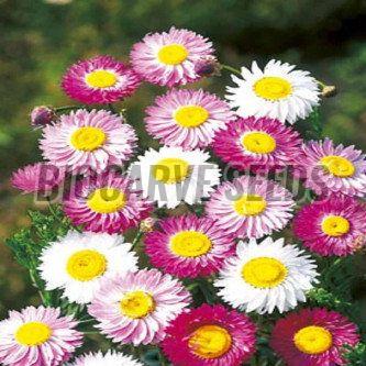 Acroclinium Roseum Mix Flower Seeds