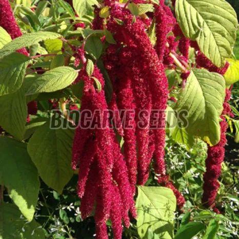 Amaranthus Caudatus Love Lies Bleeding Seeds