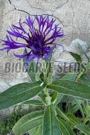 Centaurea Montana Seeds