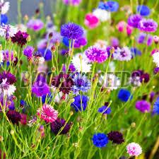 Cornflower Mixed Seeds