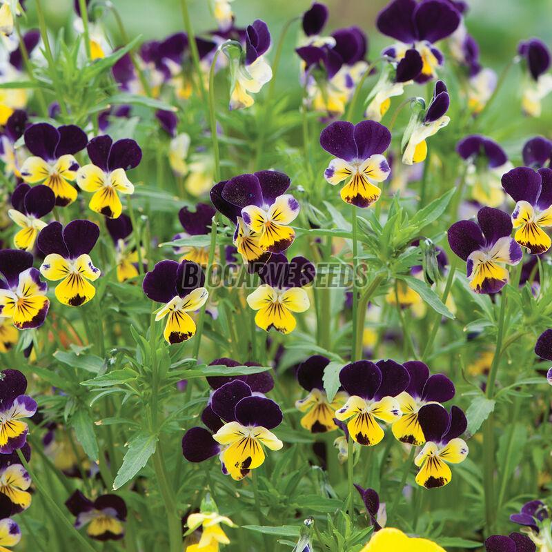 Helen Mount Viola Seeds