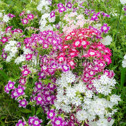 Phlox Drummondi Tall Mix Seeds