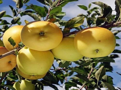 Golden Dorset Apple Plant
