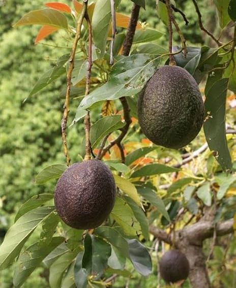 Fuerte Avocado