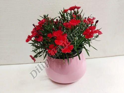 Round Pink Flower Pot