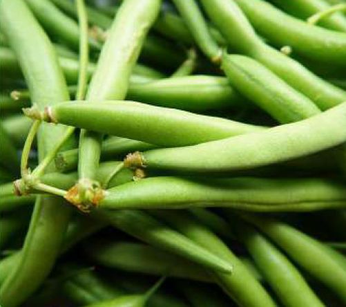 Fresh French Beans