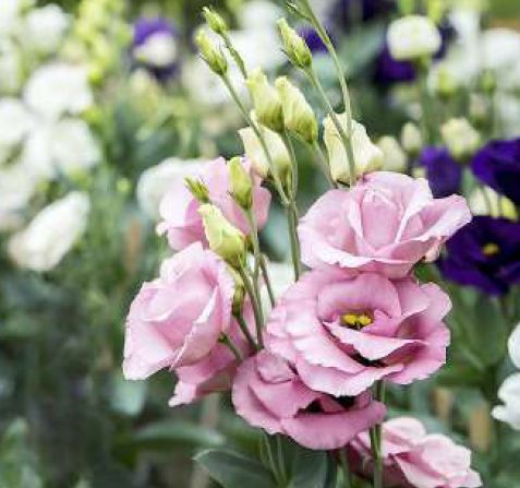 Lisianthus Fresh Flower