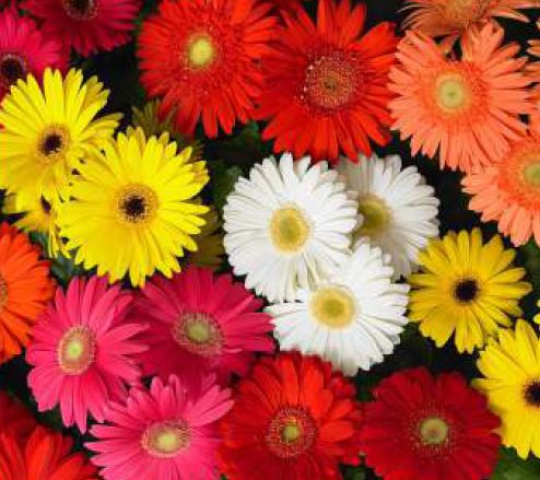 Multicolor Gerbera Flower