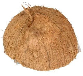 Coconut Shell