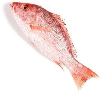 Frozen Red Snapper Fish