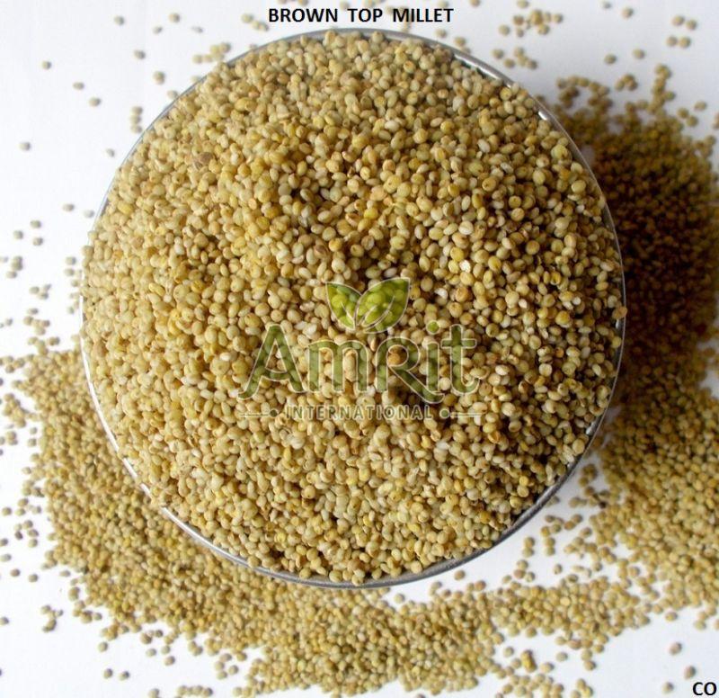 Browntop Millet