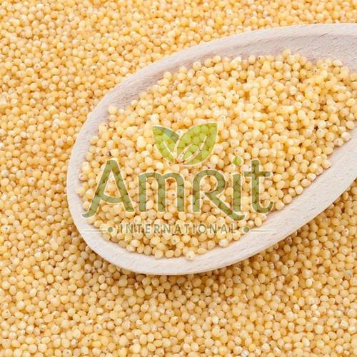 Little Millet