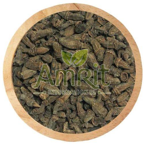 Marathi Moggu Seeds